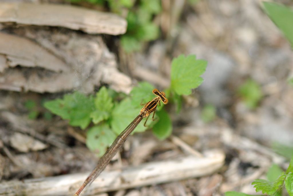 Platycnemis pennipes???